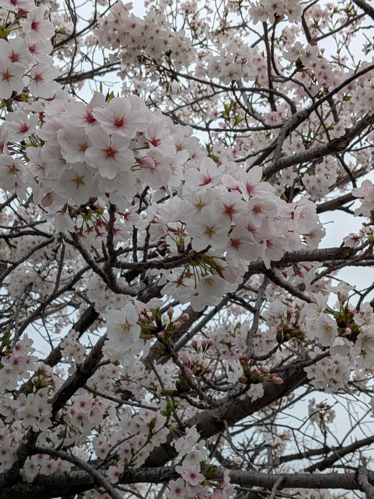 令和8年度入校式から1週間が経ちました